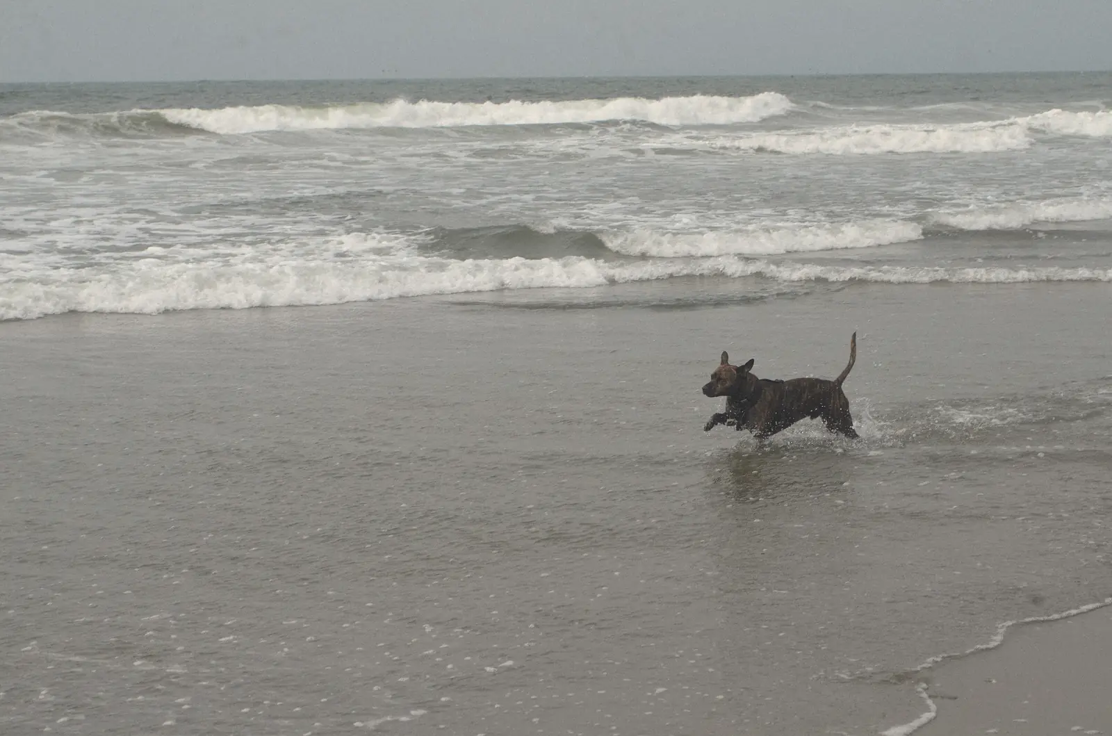 Photo of a dog running through shallow surf at Ocean Beach